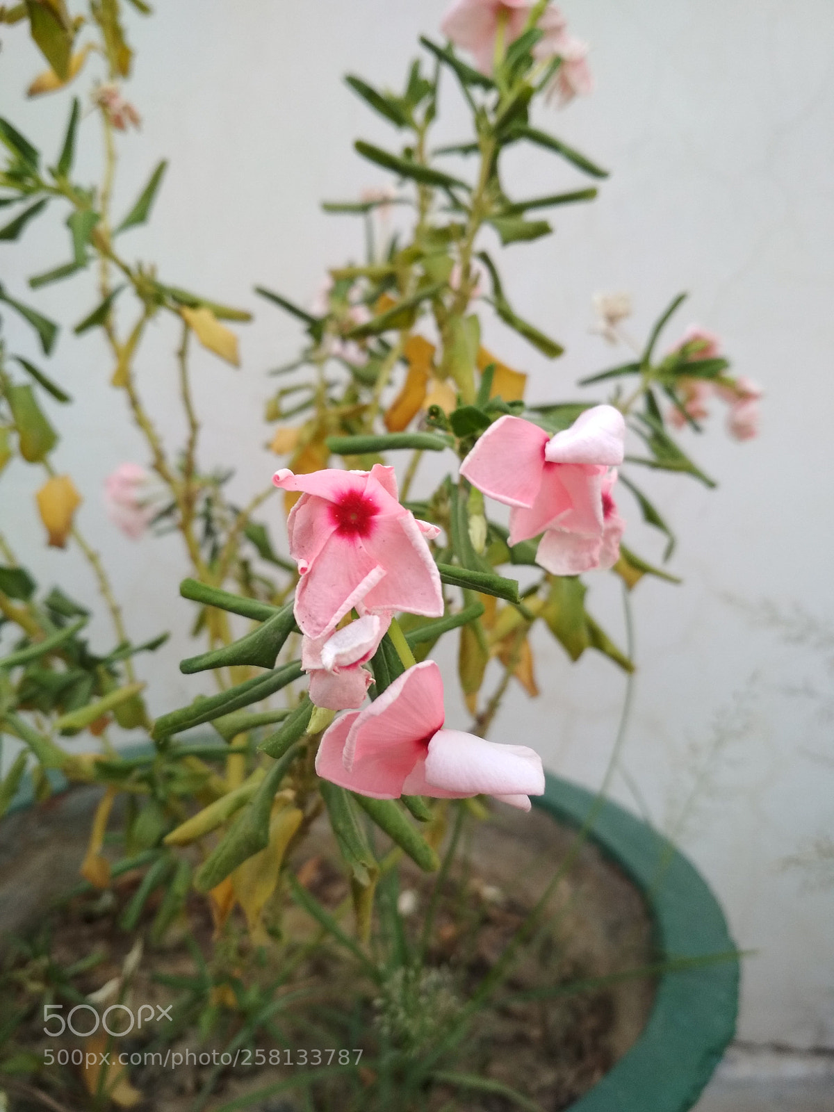 Xiaomi Redmi 4 Pro sample photo. Pink photography