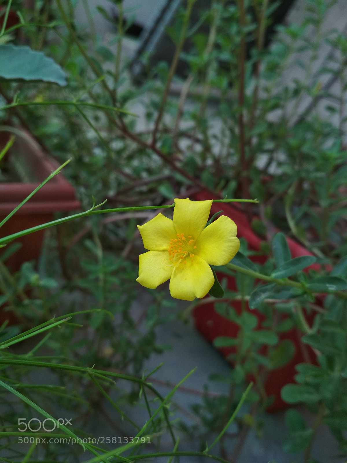 Xiaomi Redmi 4 Pro sample photo. Yellow one photography