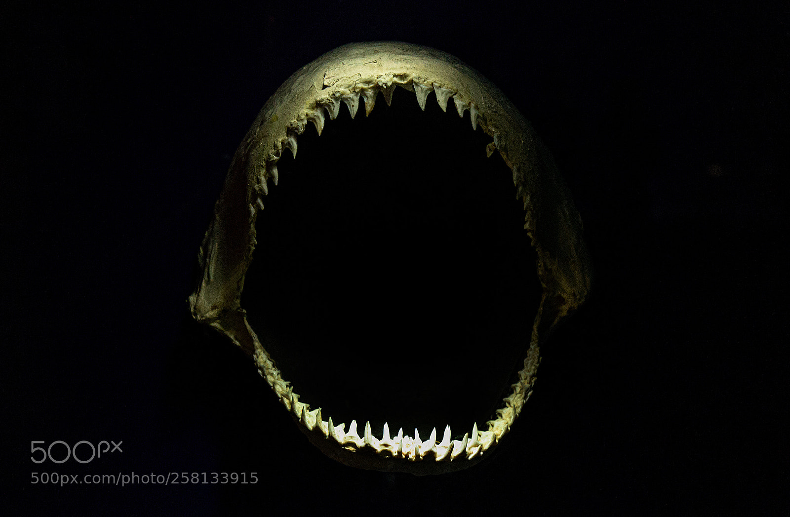 Canon EOS 6D sample photo. Sharks bite !!! photography