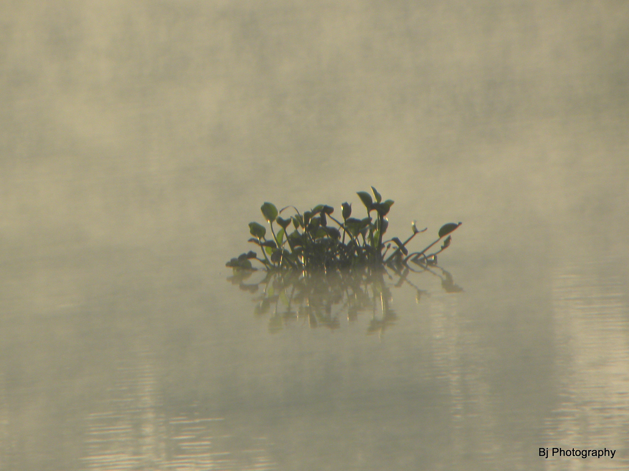 Nikon Coolpix P90 sample photo. The plant in the water photography