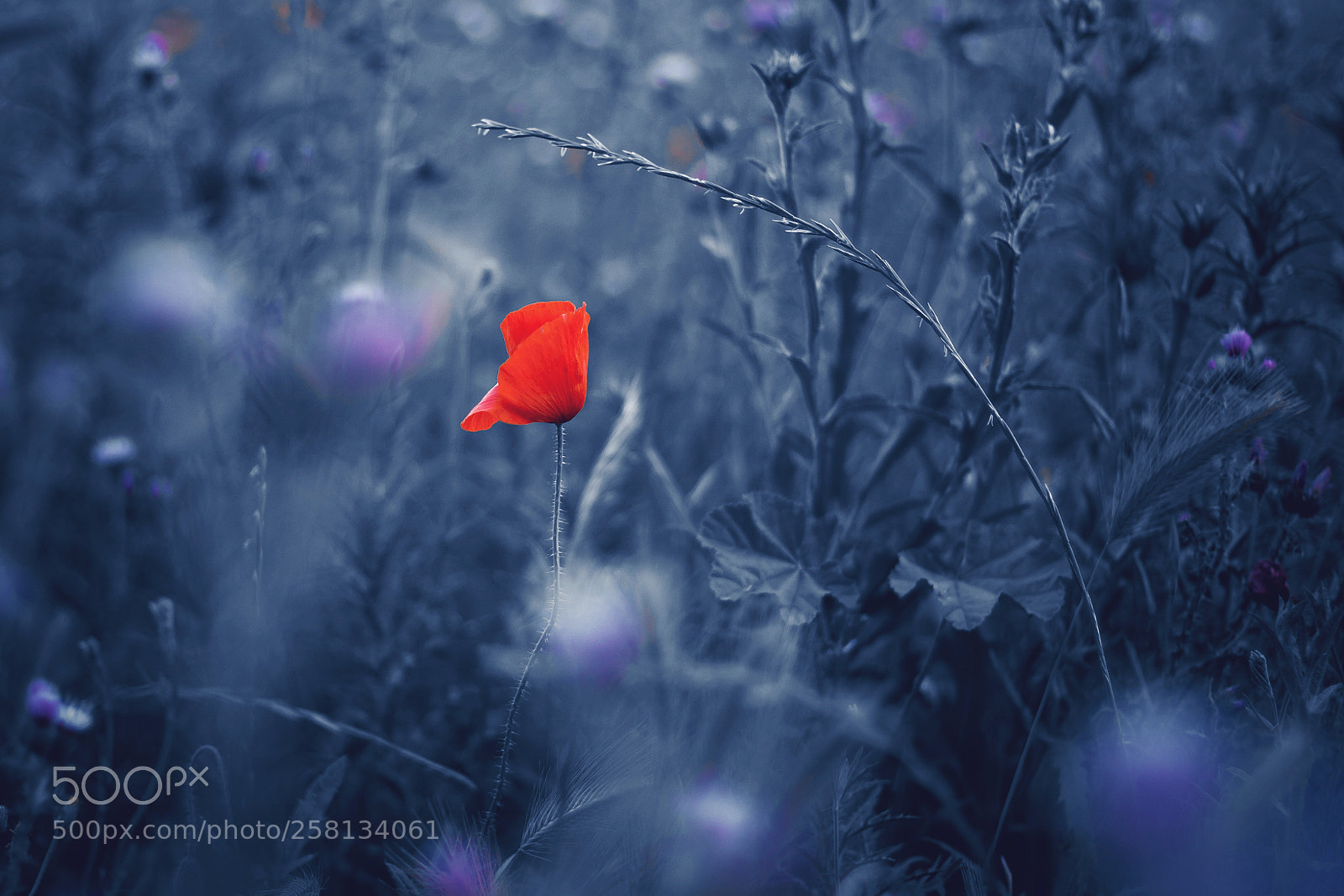 Canon EOS 50D sample photo. Entre las flores photography