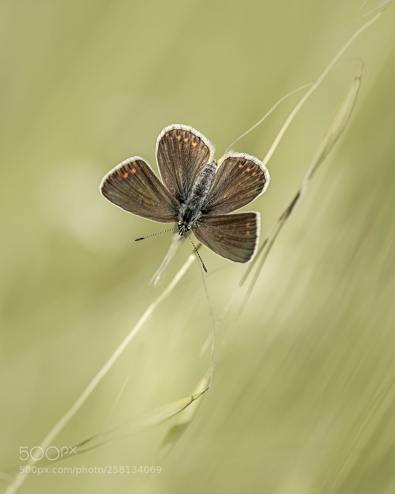 Nikon D810 sample photo. Polyommatus agestis photography