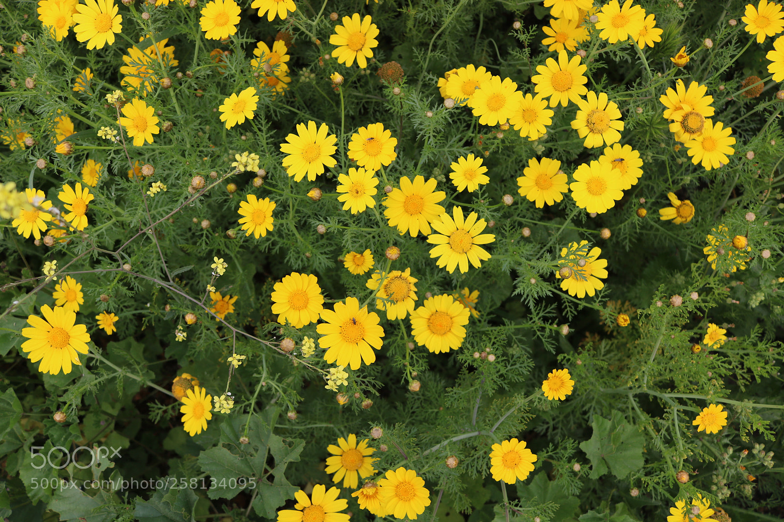 Canon EOS 750D (EOS Rebel T6i / EOS Kiss X8i) sample photo. Yellow spring :) photography