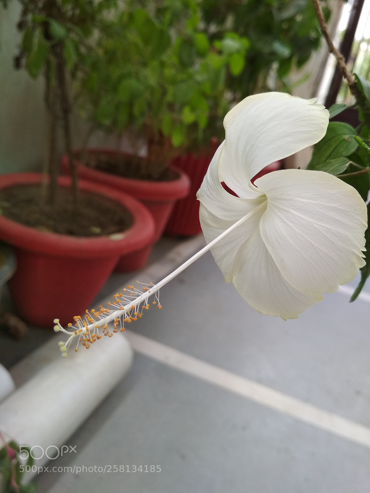 Xiaomi Redmi 4 Pro sample photo. Beauty photography