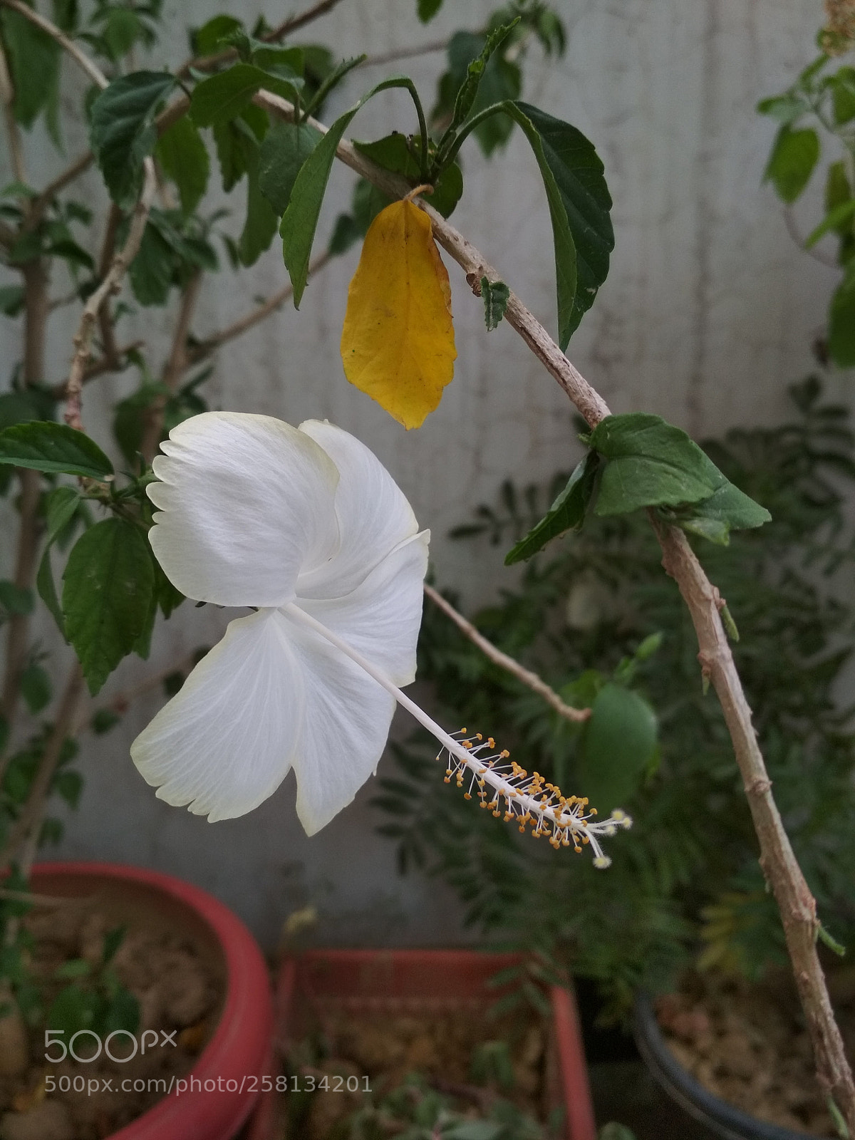 Xiaomi Redmi 4 Pro sample photo. Beauty photography