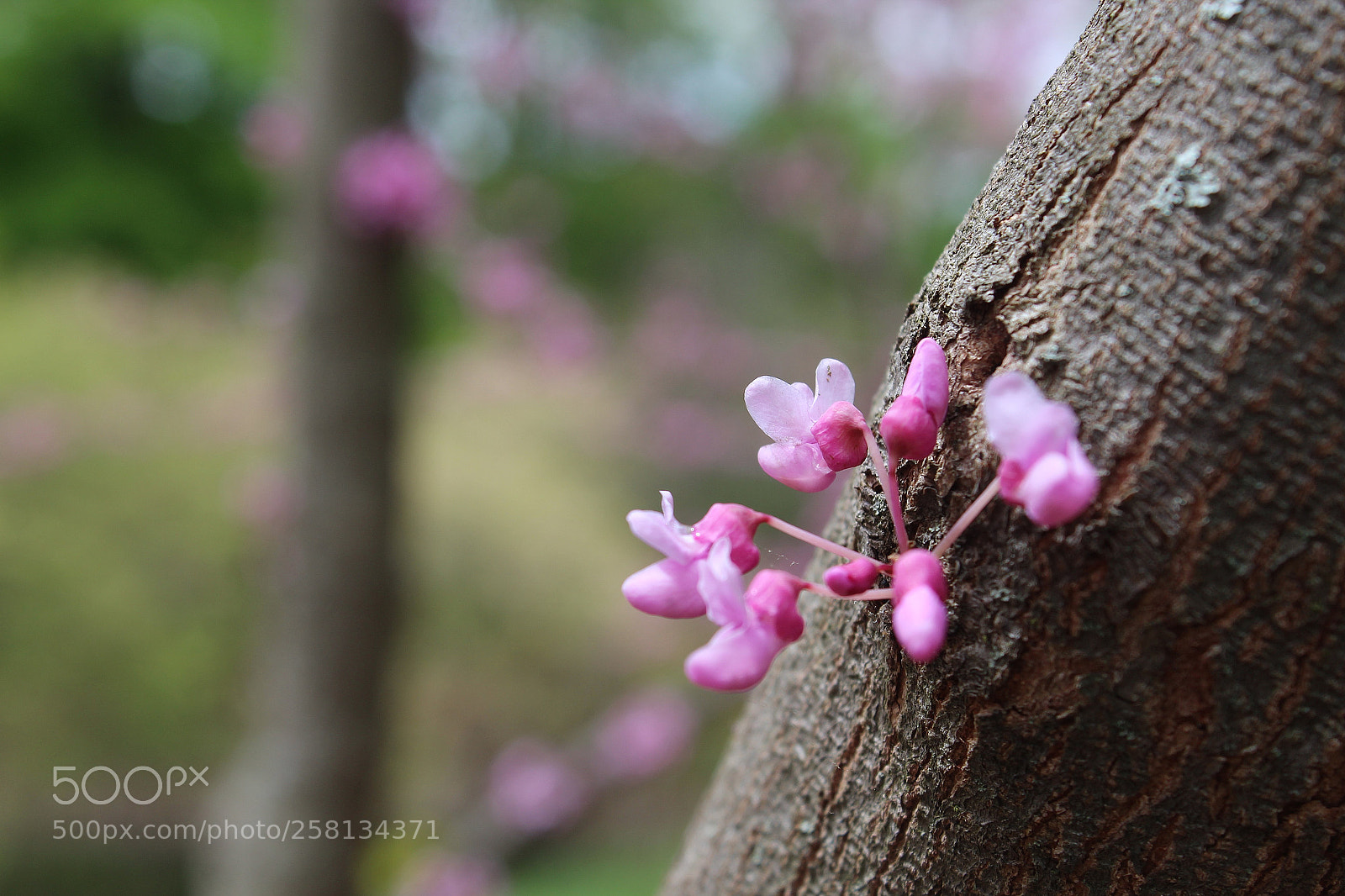 Canon EOS 1200D (EOS Rebel T5 / EOS Kiss X70 / EOS Hi) sample photo. Arboretum lilacs photography