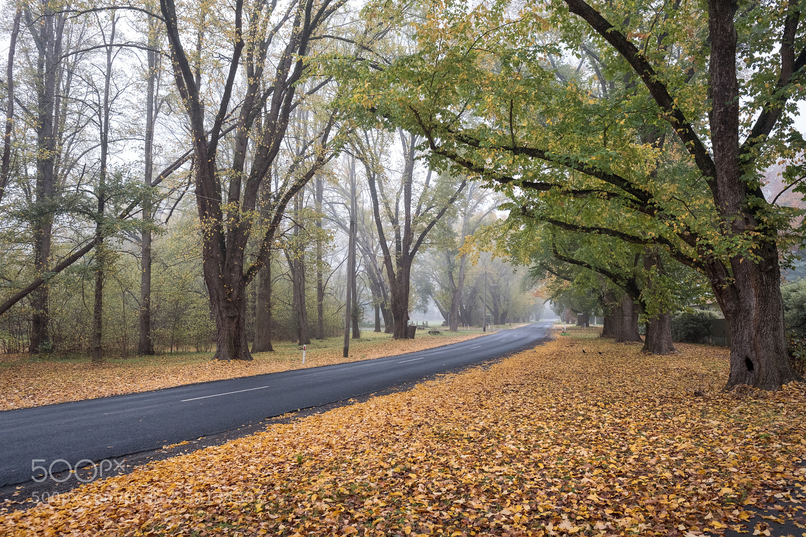 Fujifilm X-T2 sample photo. Autumn carpet photography