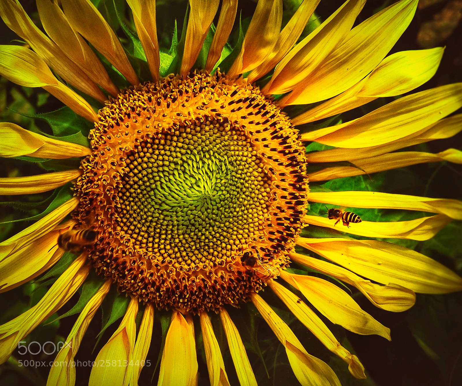 Apple iPhone 4S sample photo. Sunflower bees photography