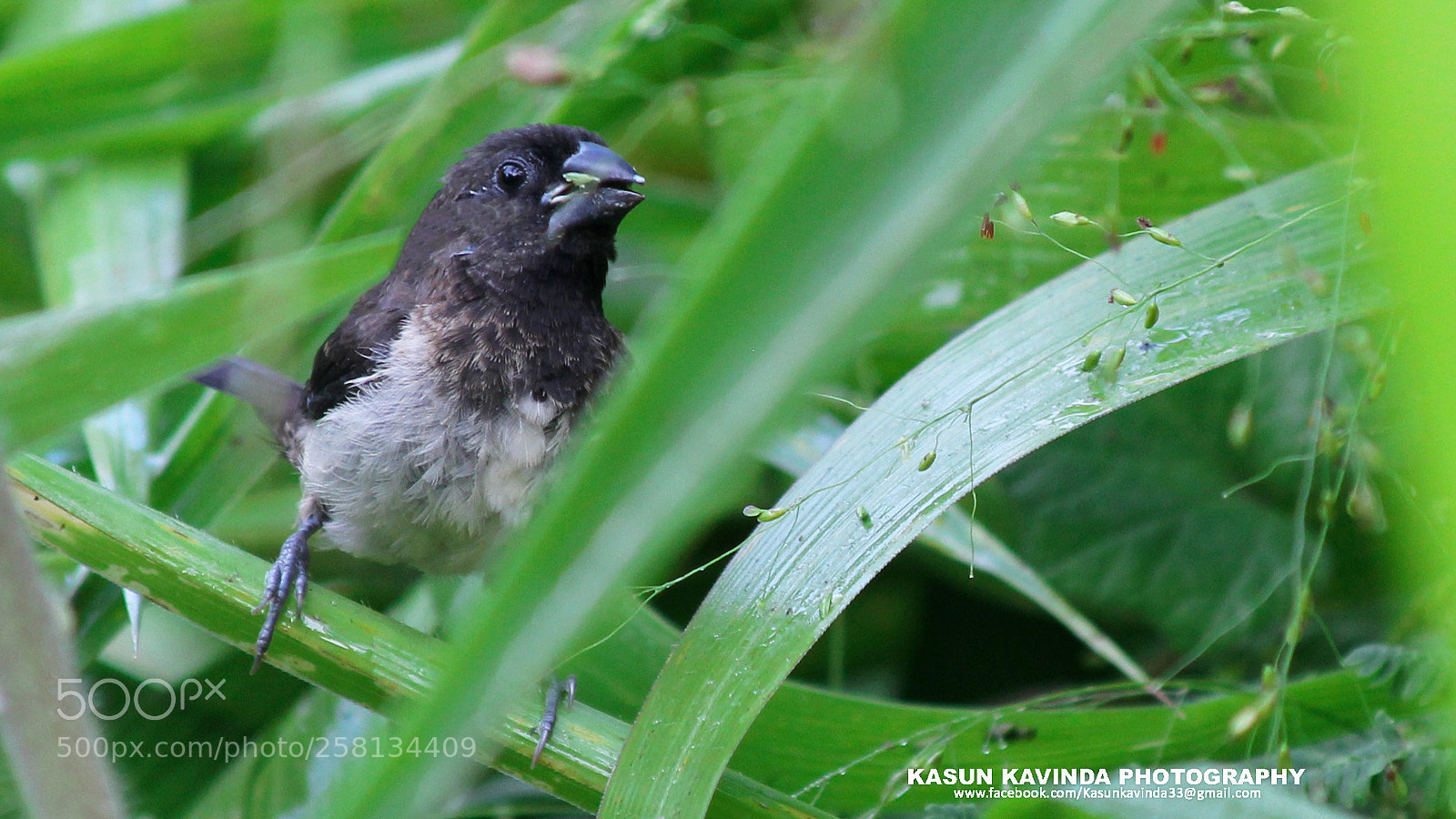 Canon EOS 1300D (EOS Rebel T6 / EOS Kiss X80) sample photo. -white rumped munia- photography
