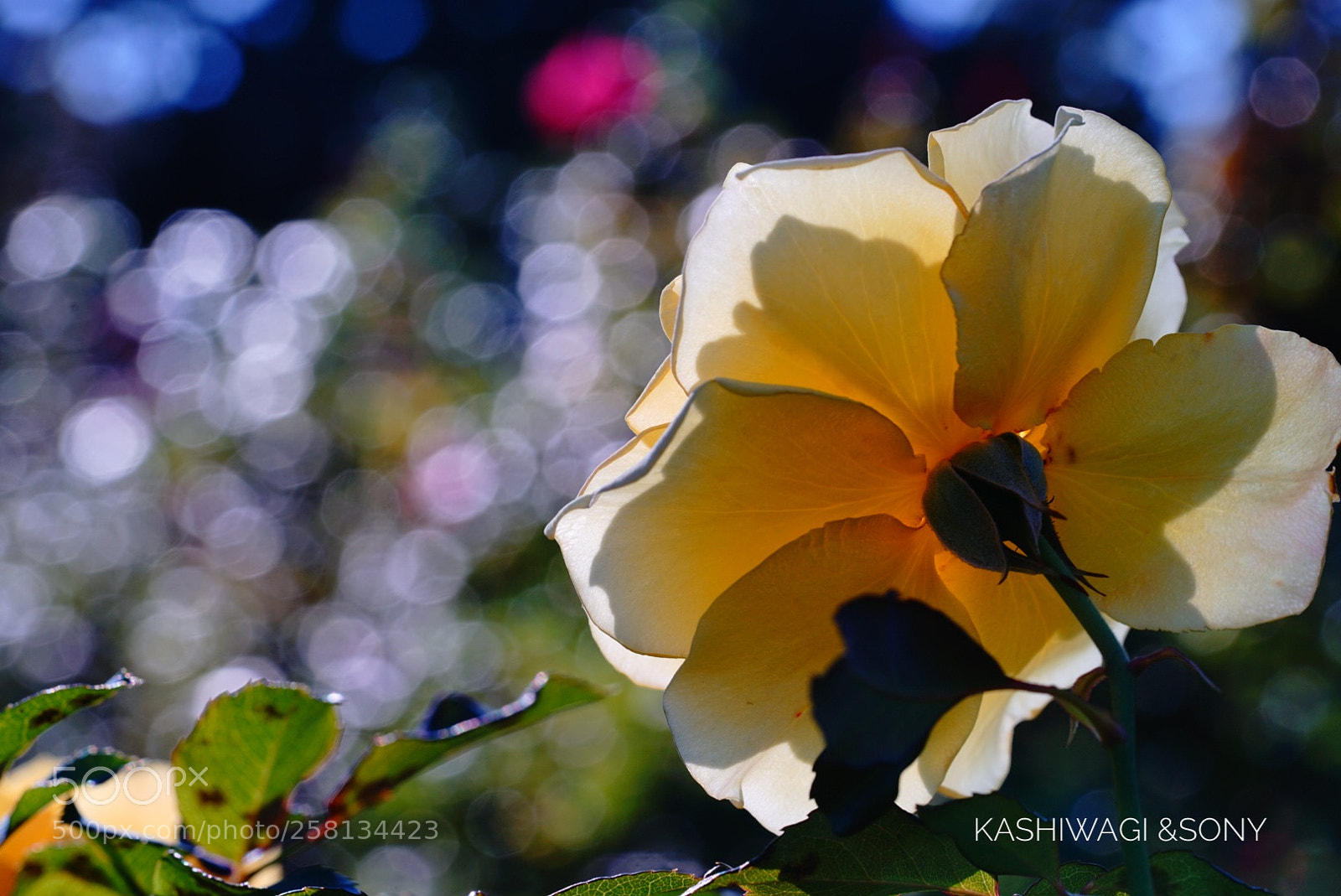 Sony a7 II sample photo. Gold bunny / france 1978 photography