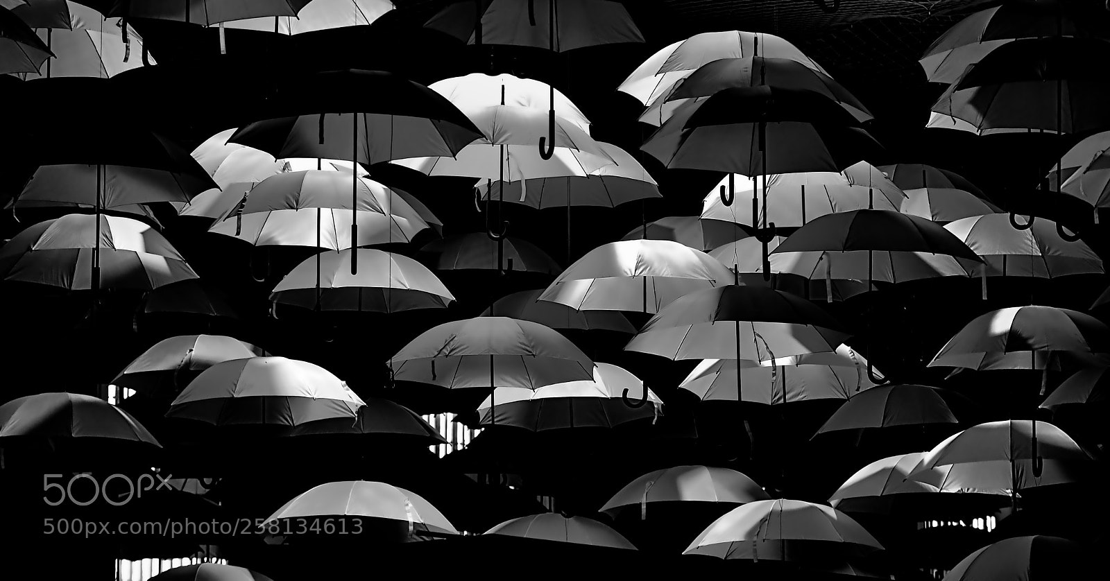 Nikon D500 sample photo. Schirm-herrschaft photography