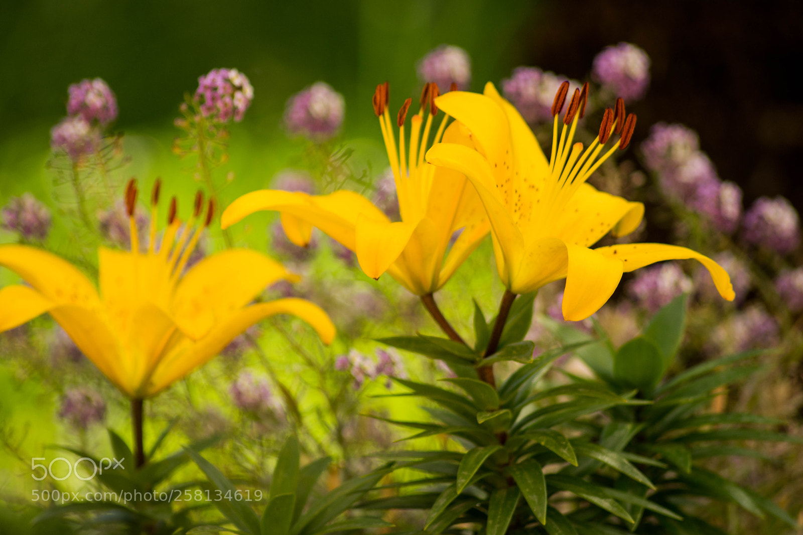 Nikon D3300 sample photo. Lilium photography