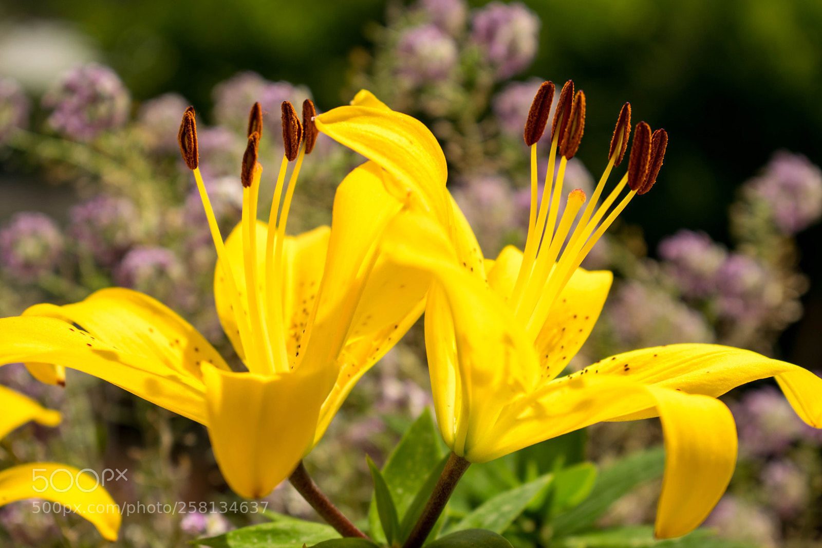 Nikon D3300 sample photo. Gigli photography