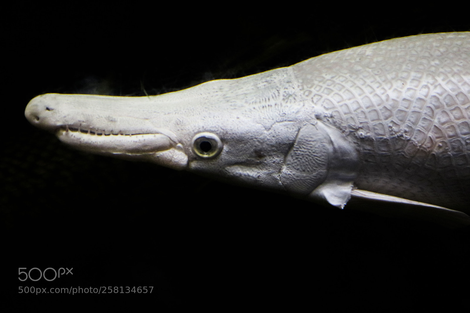 Canon EOS 750D (EOS Rebel T6i / EOS Kiss X8i) sample photo. White fish photography