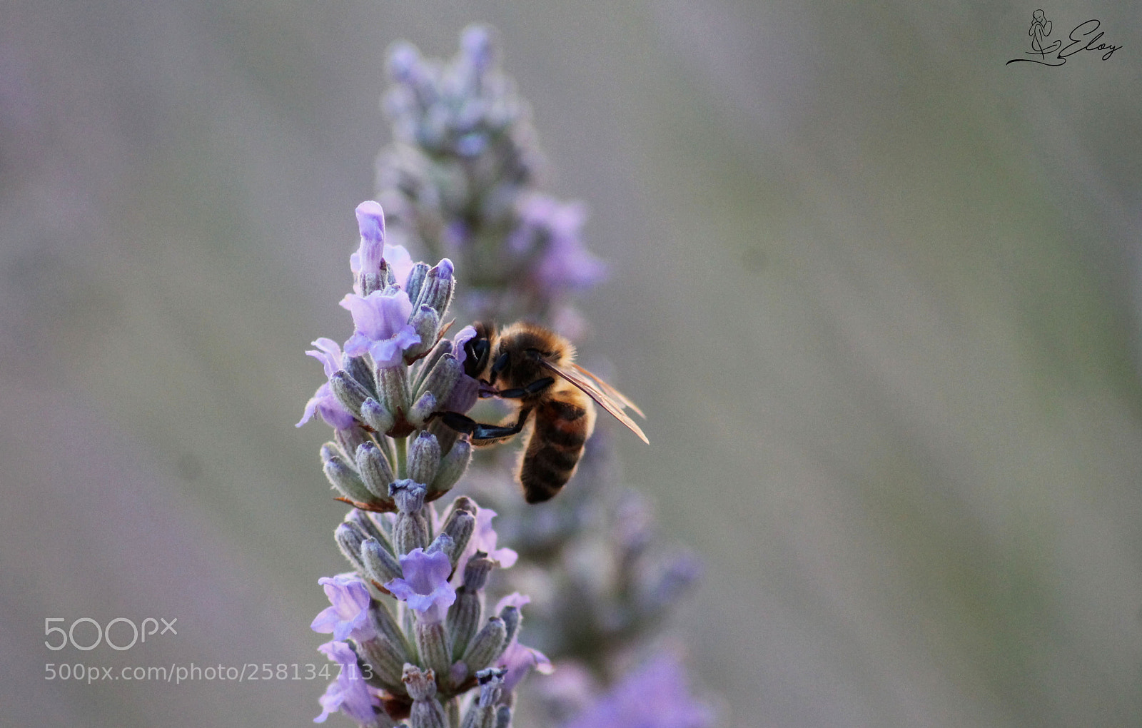 Canon EOS 1100D (EOS Rebel T3 / EOS Kiss X50) sample photo. Passion butinage photography
