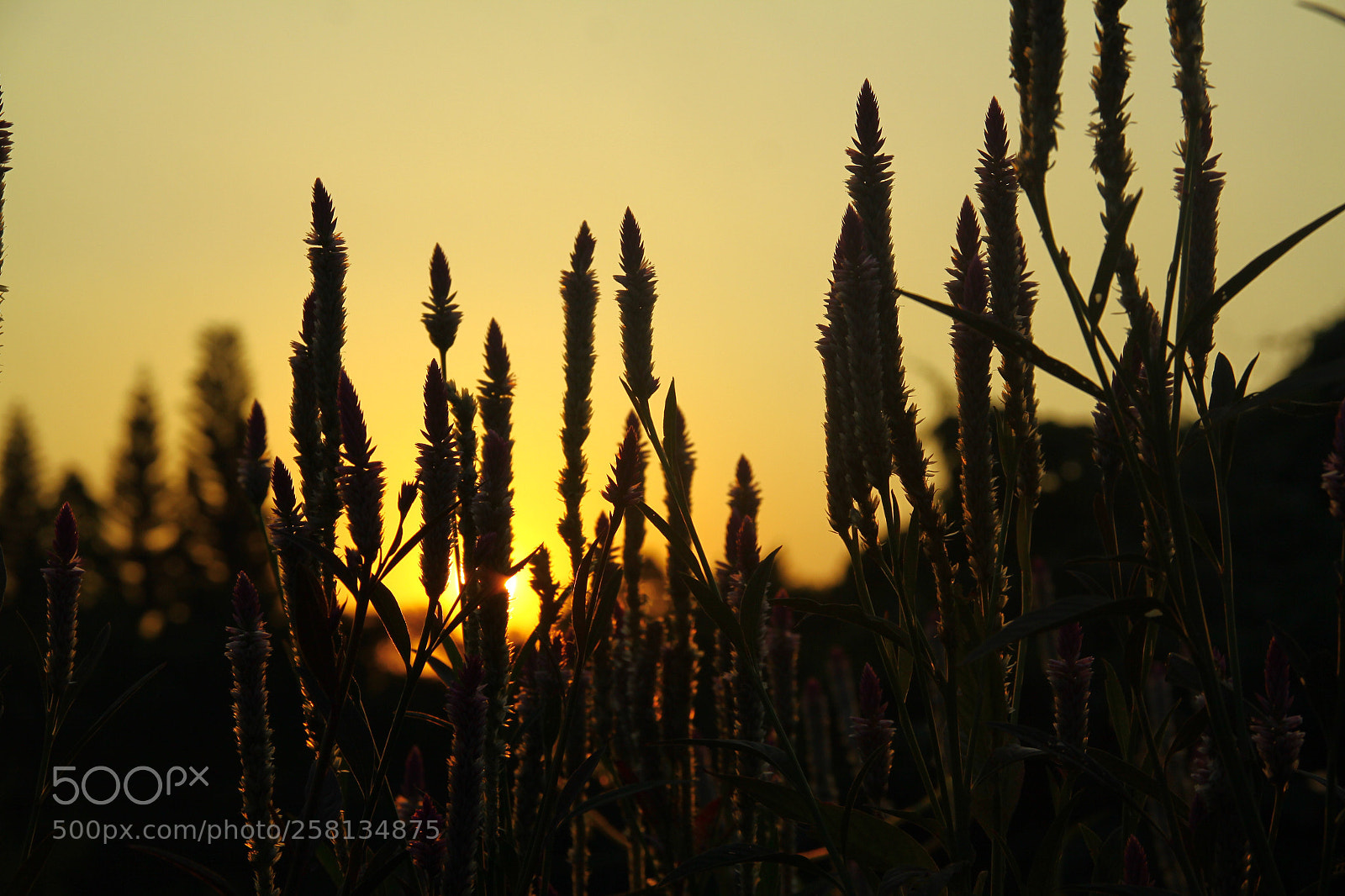 Canon EOS 50D sample photo. Sunset in the autumn photography
