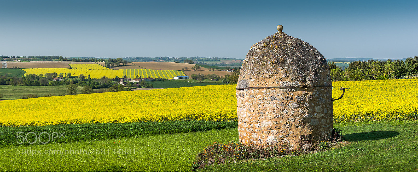 Nikon D5500 sample photo. Spring in yellow and photography