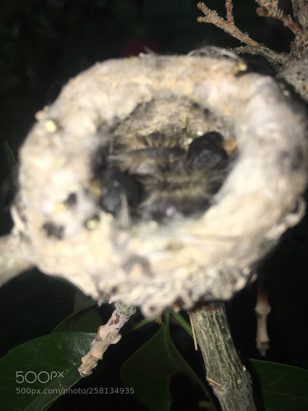 Apple iPhone 6s sample photo. Newborn hummingbirds photography