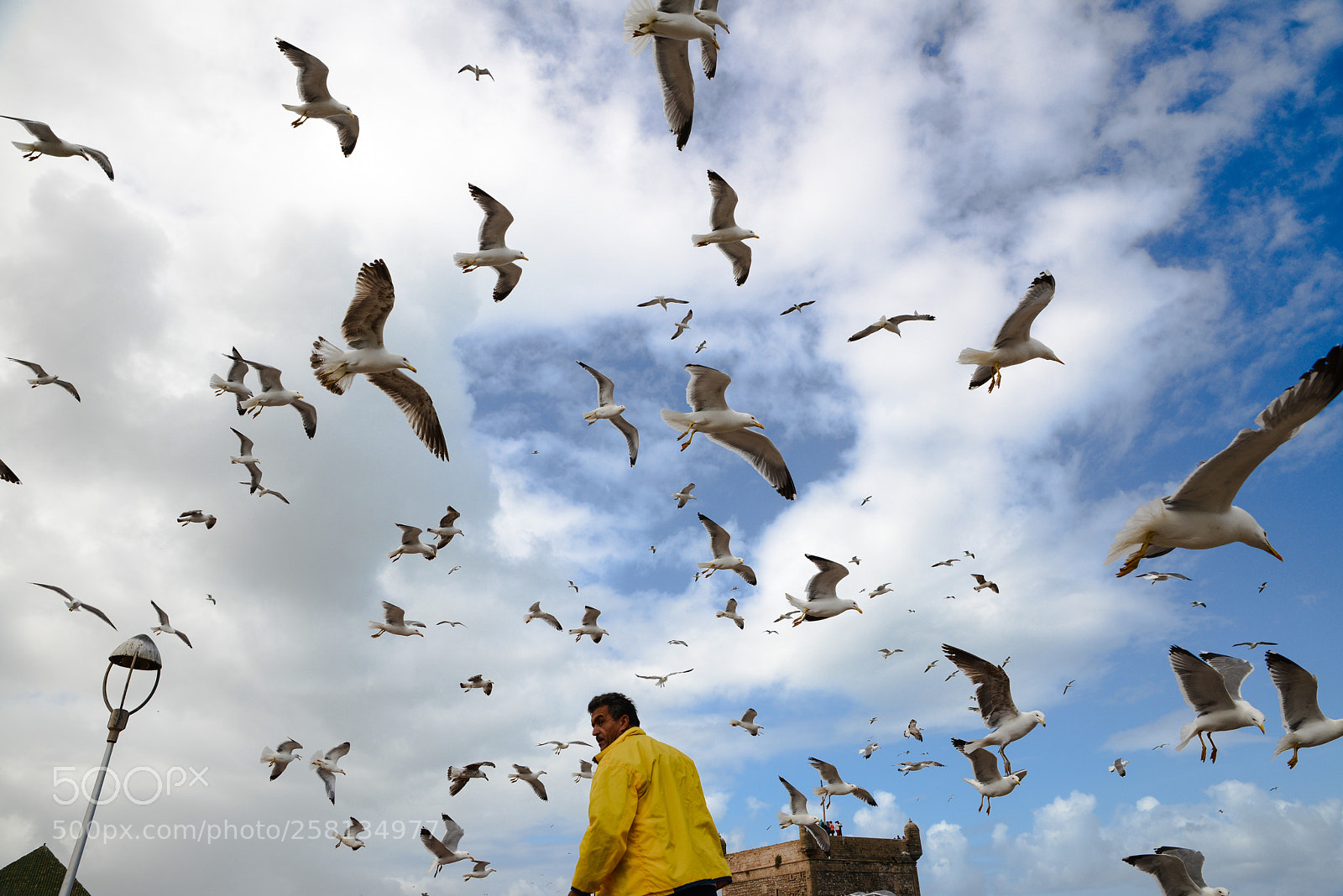 Nikon D800 sample photo. Seagulls photography