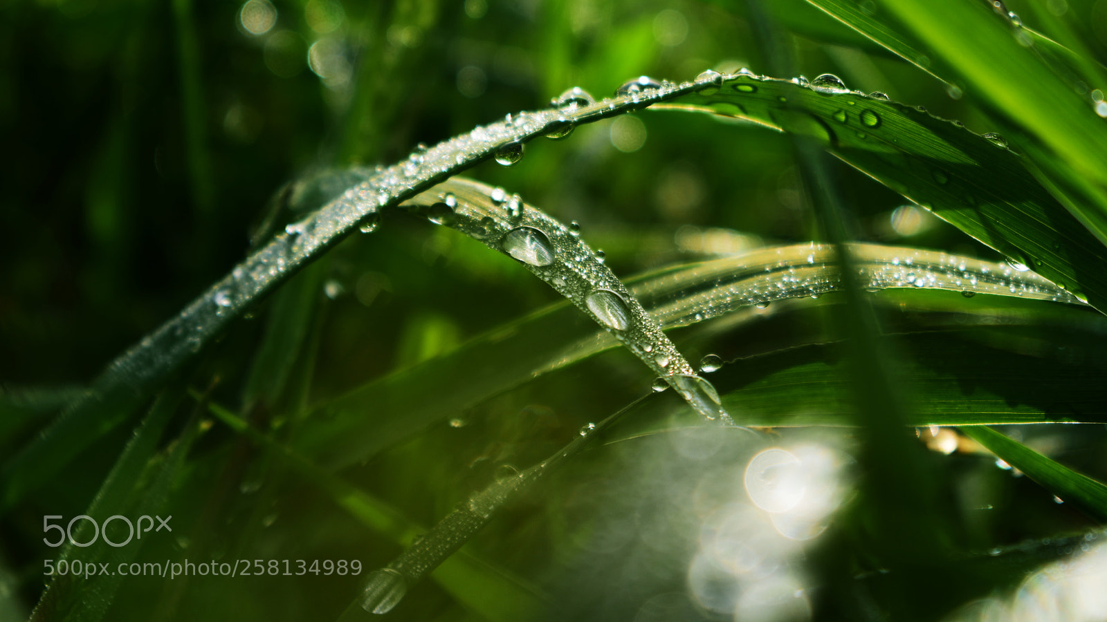 Nikon D3400 sample photo. Rain photography