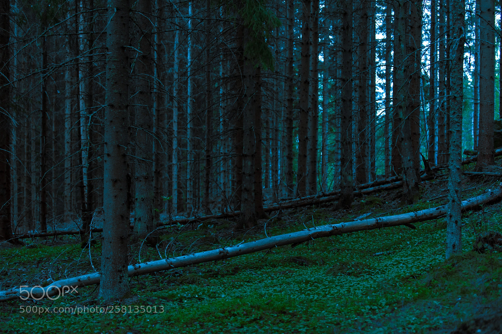 Nikon D700 sample photo. Nordic woods photography