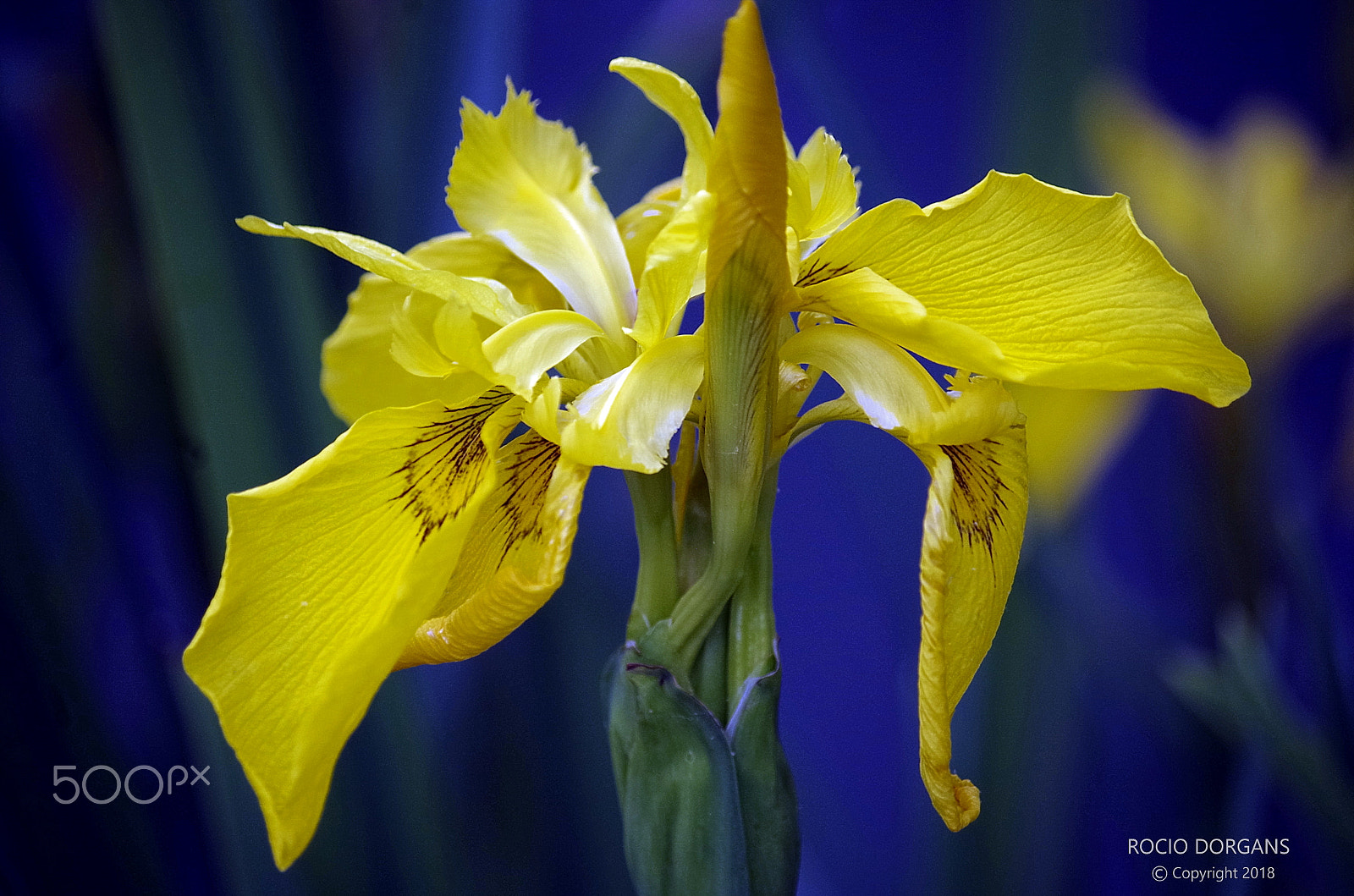 Pentax K-30 sample photo. Spring photography