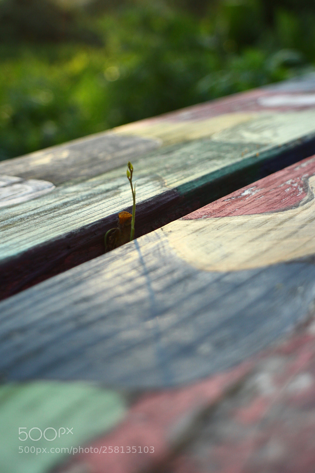 Canon EOS 50D sample photo. Growing photography
