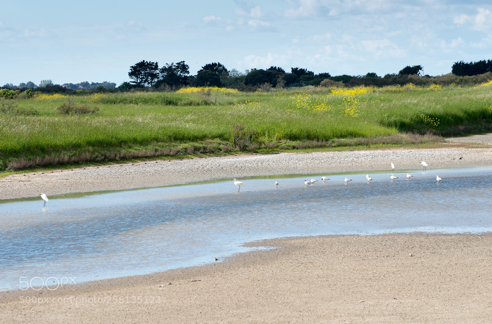 Nikon D800 sample photo. Marshes of le de photography