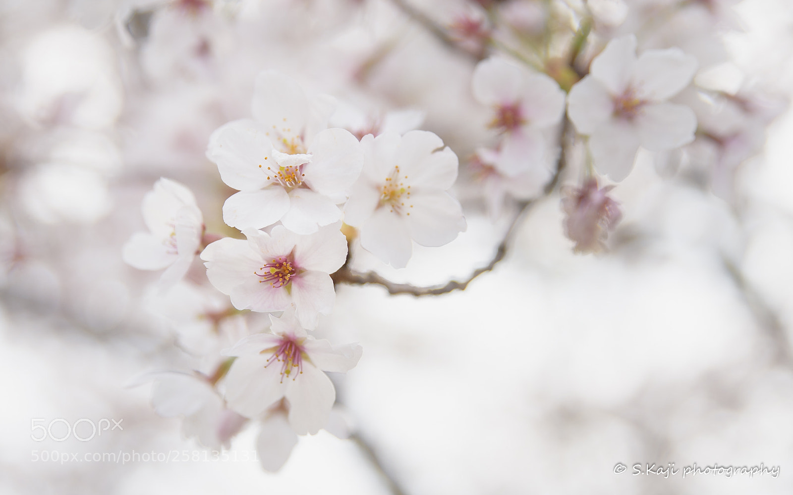 Nikon Df sample photo. Cherry blossoms photography