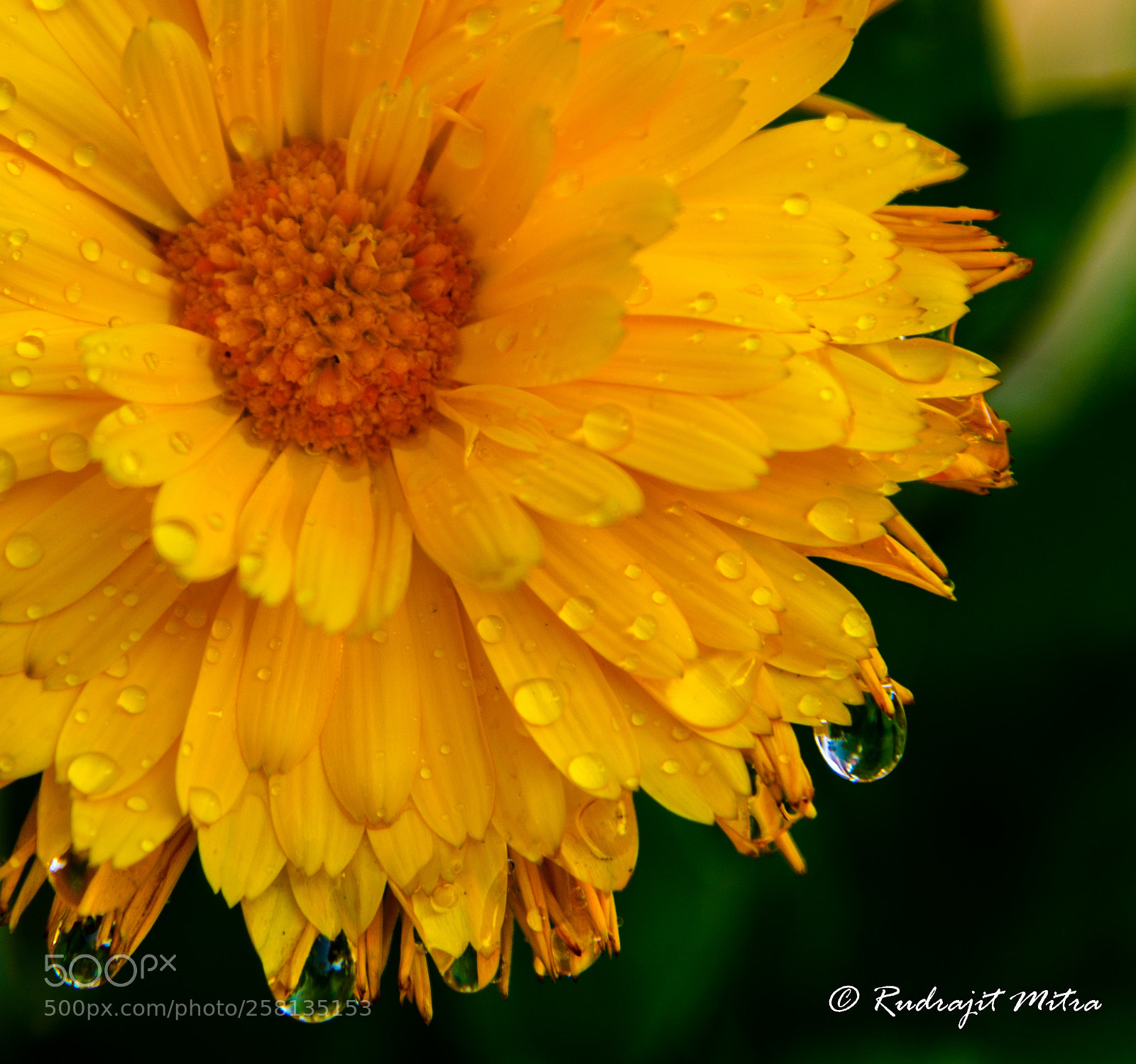 Nikon D610 sample photo. Wet flower photography