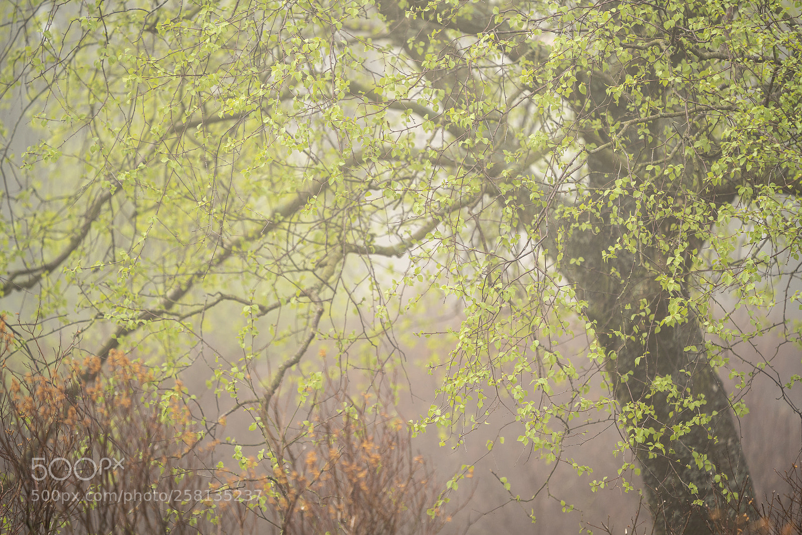 Sony a7R III sample photo. Spring colours in the photography