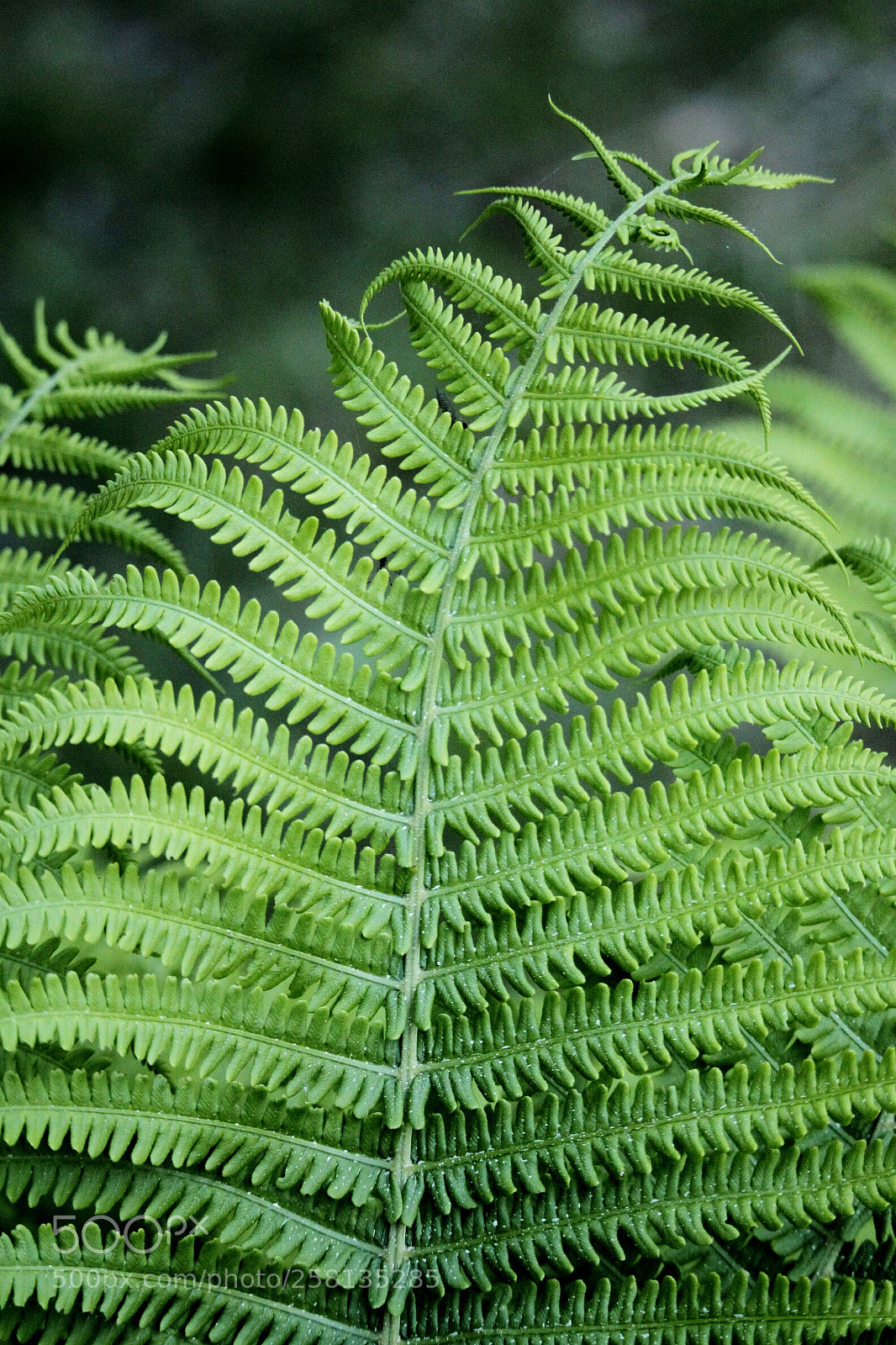 Canon EOS 500D (EOS Rebel T1i / EOS Kiss X3) sample photo. In the forest photography