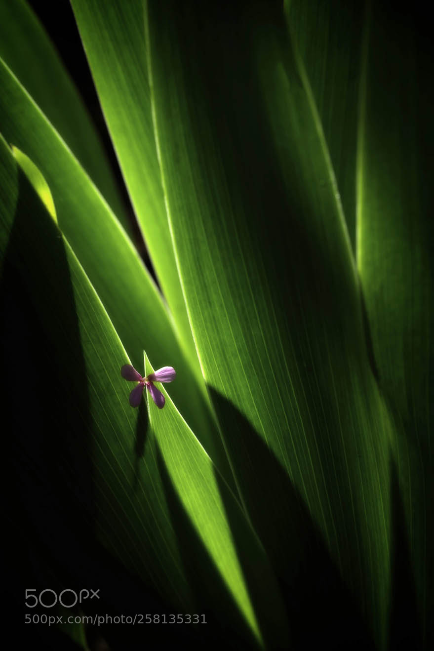 Pentax K-70 sample photo. Leaves of iris ....and photography