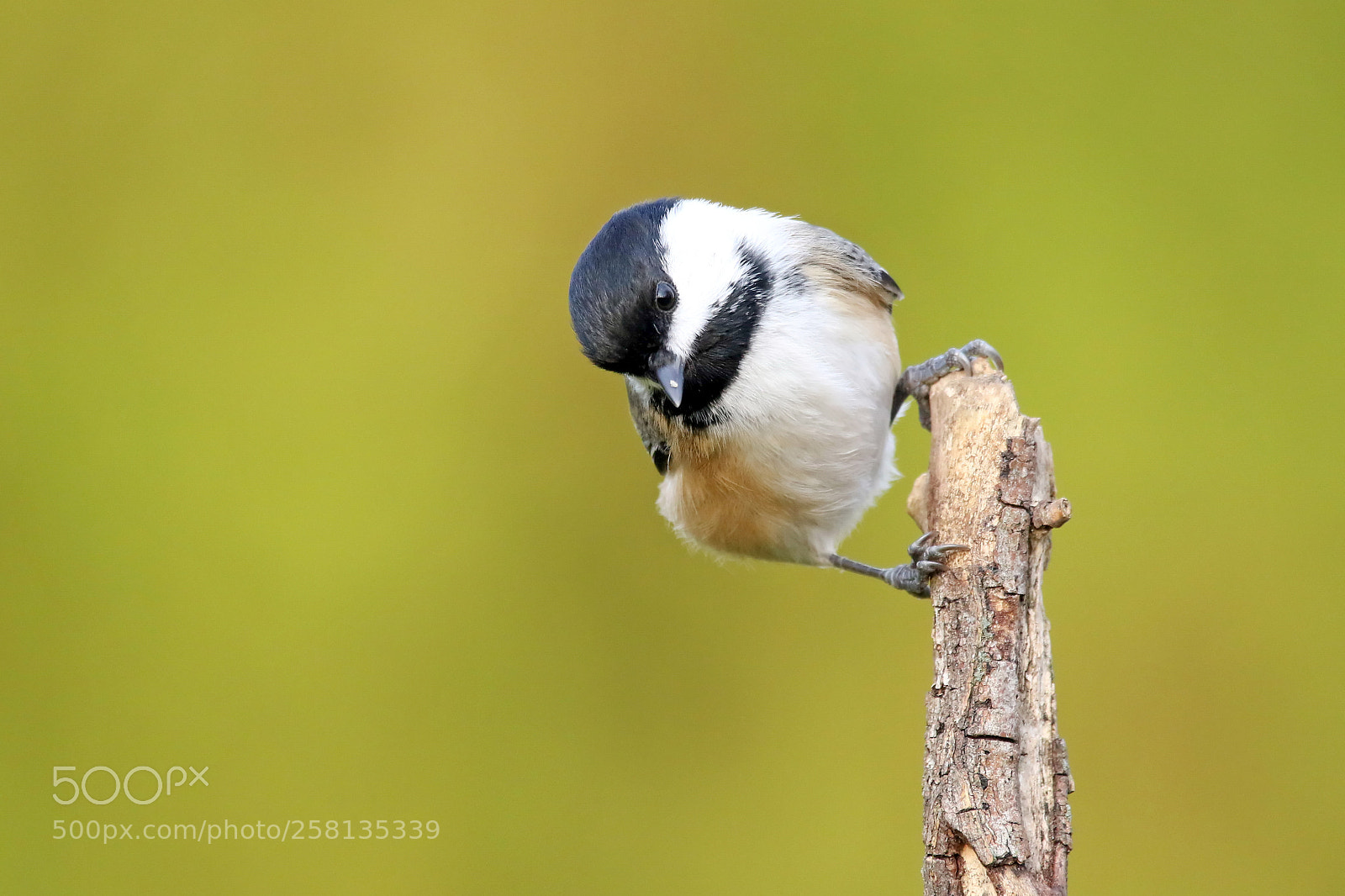 Canon EOS 7D Mark II sample photo. Chickadee photography