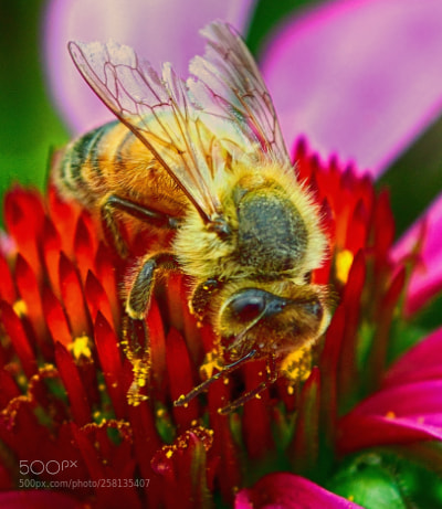 Nikon D5300 sample photo. The bees knees photography