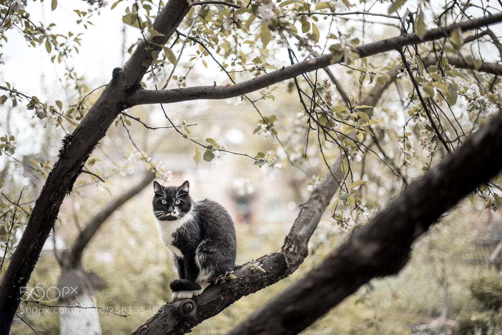 Nikon D750 sample photo. Observer photography
