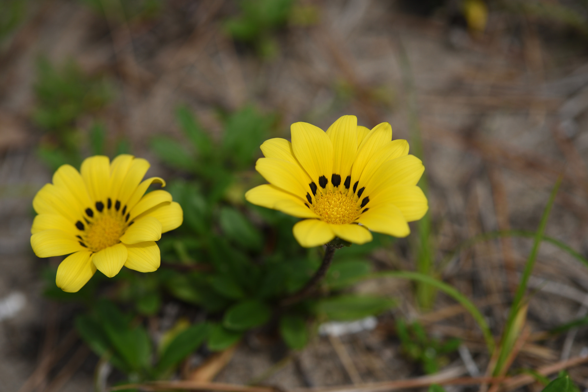 Nikon AF-S Micro-Nikkor 60mm F2.8G ED sample photo. ガザニア 石川安宅関 photography