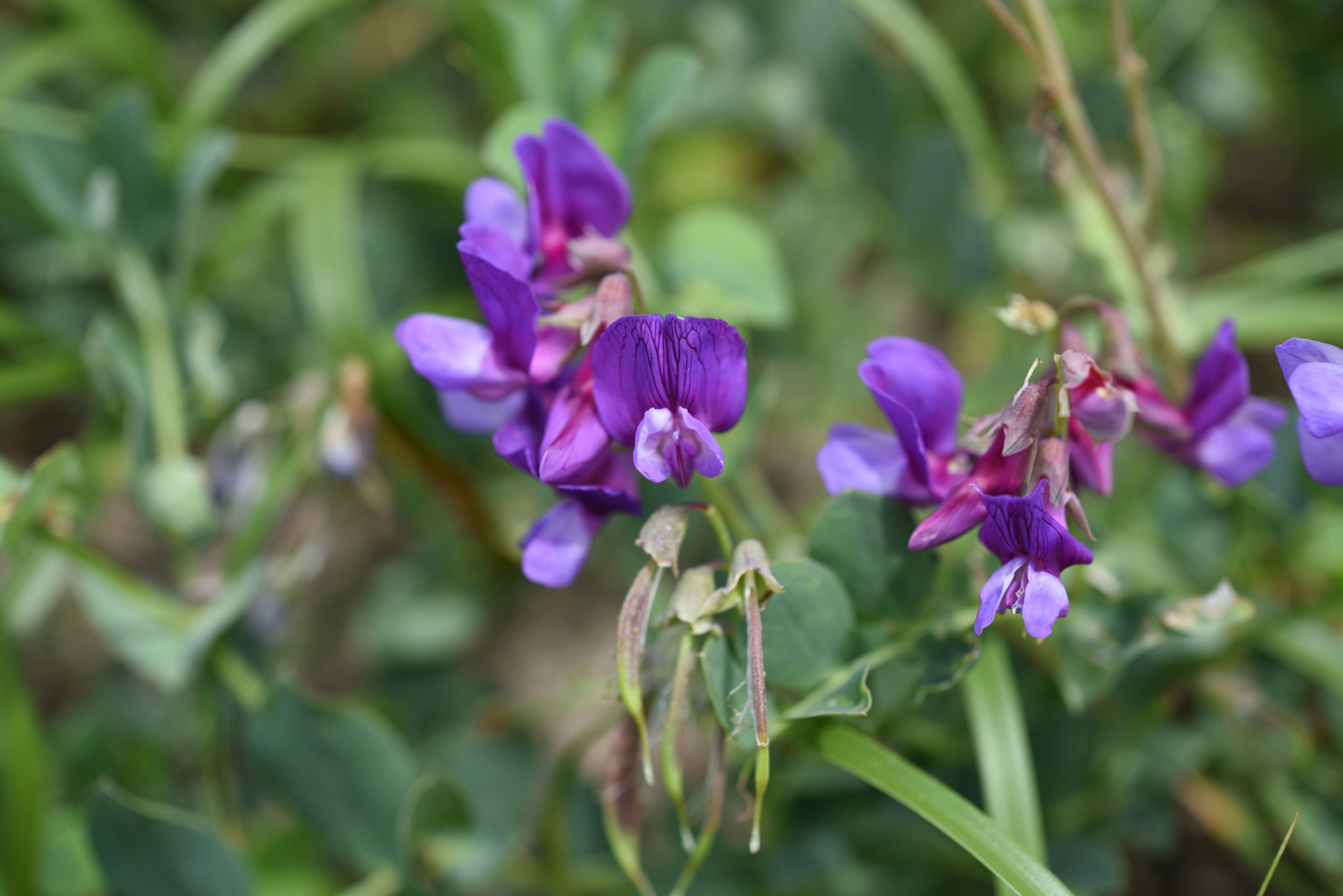 Nikon AF-S Micro-Nikkor 60mm F2.8G ED sample photo. ハマエンドウ 石川安宅関 photography