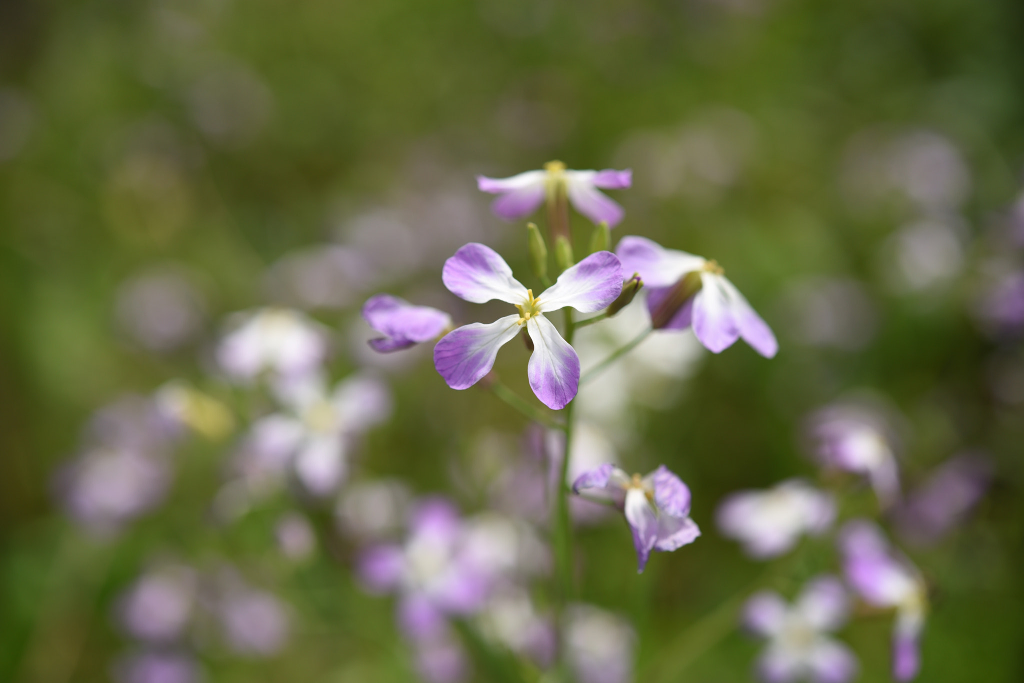 Nikon AF-S Micro-Nikkor 60mm F2.8G ED sample photo. ハマダイコン 石川安宅関 photography