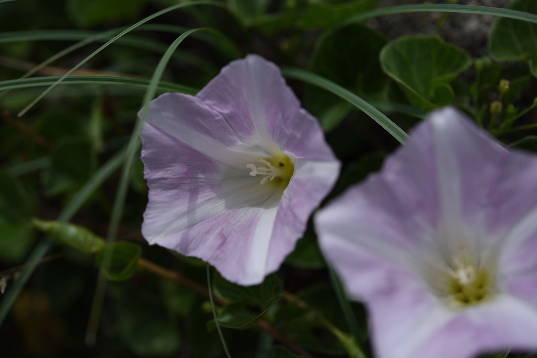 Nikon AF-S Micro-Nikkor 60mm F2.8G ED sample photo. ヒルガオ 石川安宅関 photography