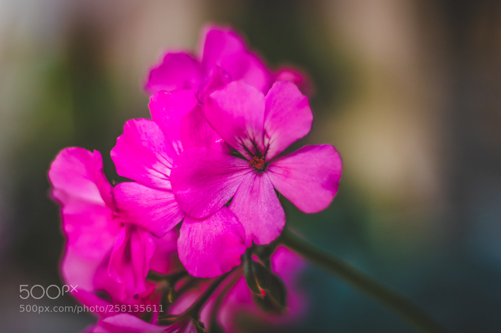 Canon EOS 750D (EOS Rebel T6i / EOS Kiss X8i) sample photo. Pink 2 photography