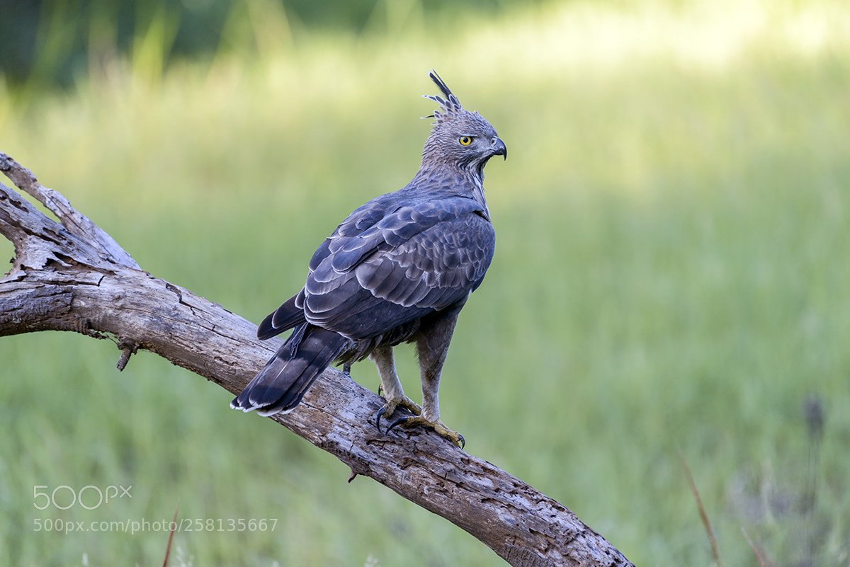 Nikon D800E sample photo. Eagle photography