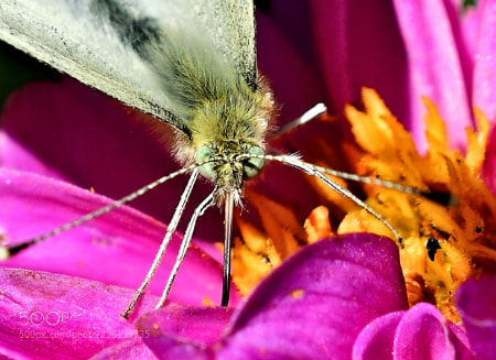 Nikon D5300 sample photo. Nectar for breakfast photography