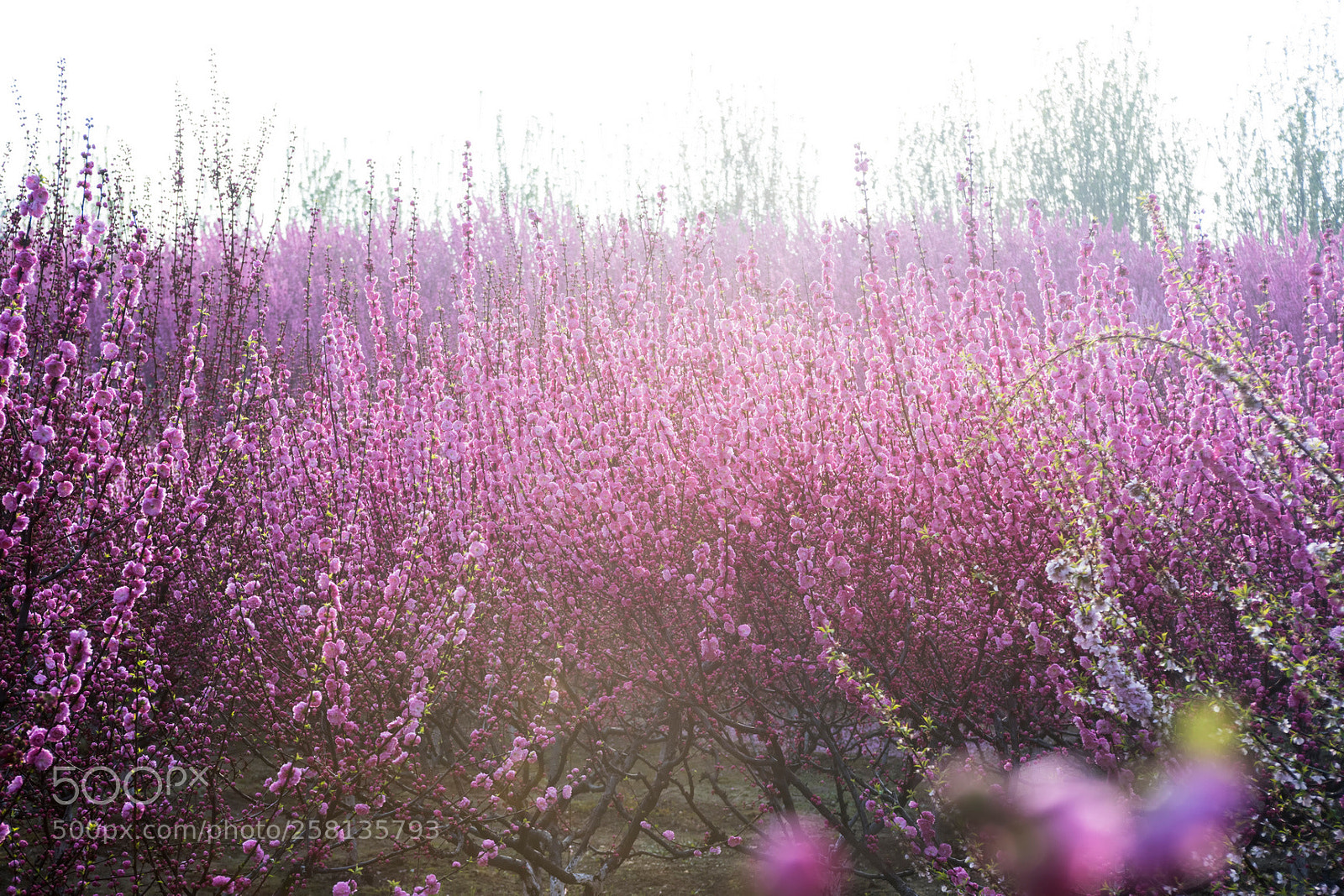 Nikon D810 sample photo. Blooming season - 1.jpg photography