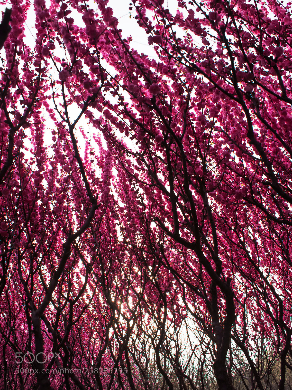 Nikon D810 sample photo. Blooming season - 2.jpg photography