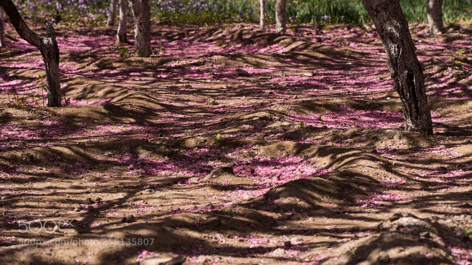 Nikon D810 sample photo. Blooming season - 3.jpg photography