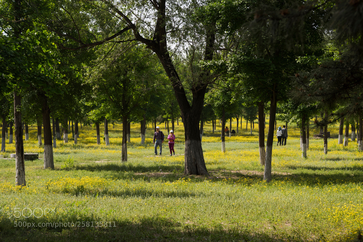 Nikon D810 sample photo. Blooming season - 4.jpg photography