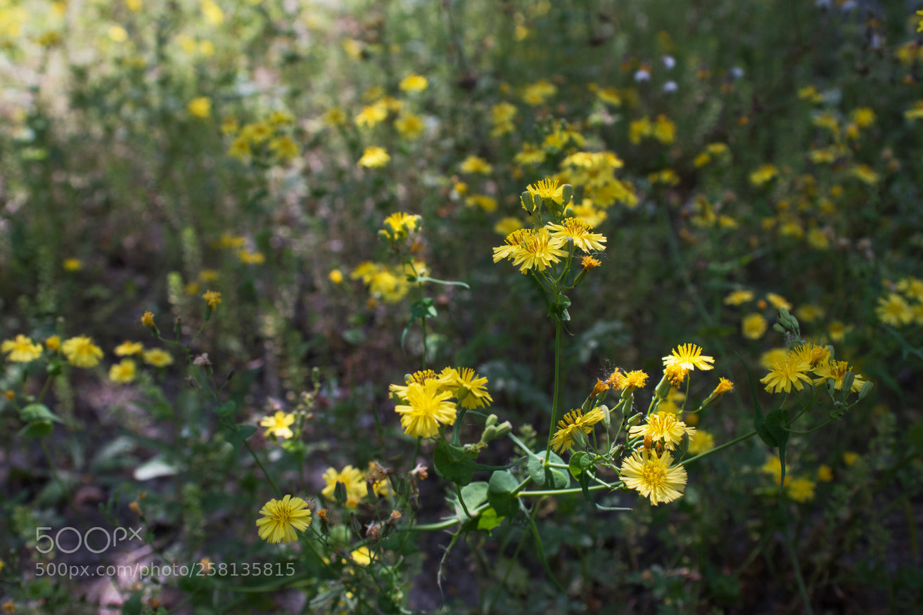 Nikon D810 sample photo. Blooming season - 5.jpg photography