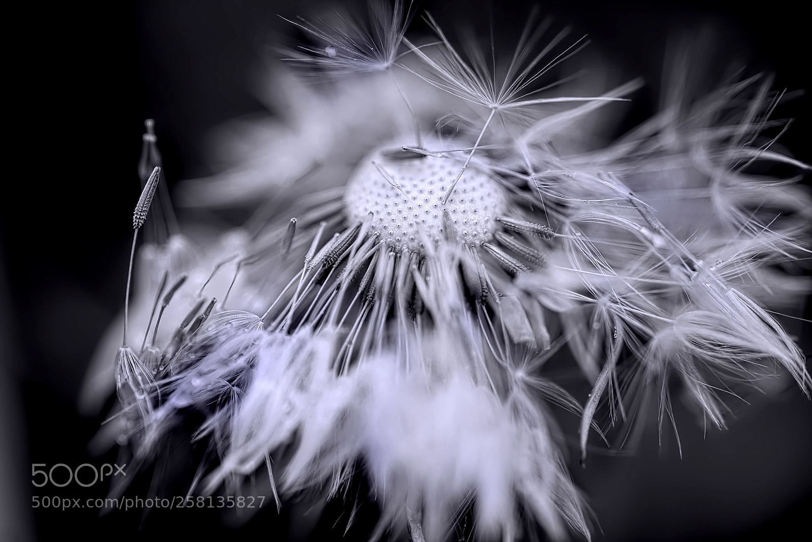 Nikon D810 sample photo. Killing me softly photography