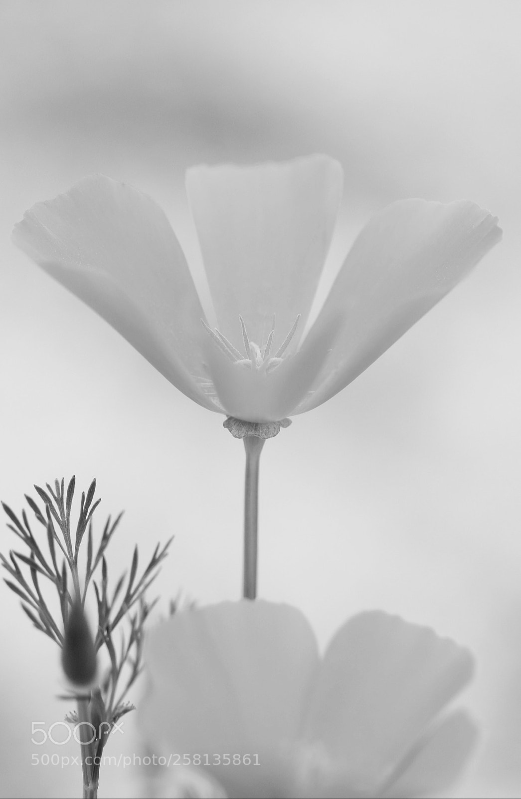 Canon EOS 5D Mark IV sample photo. Poppy photography